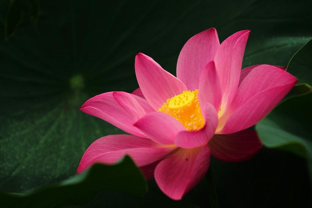 Lotus in 2016 early summer