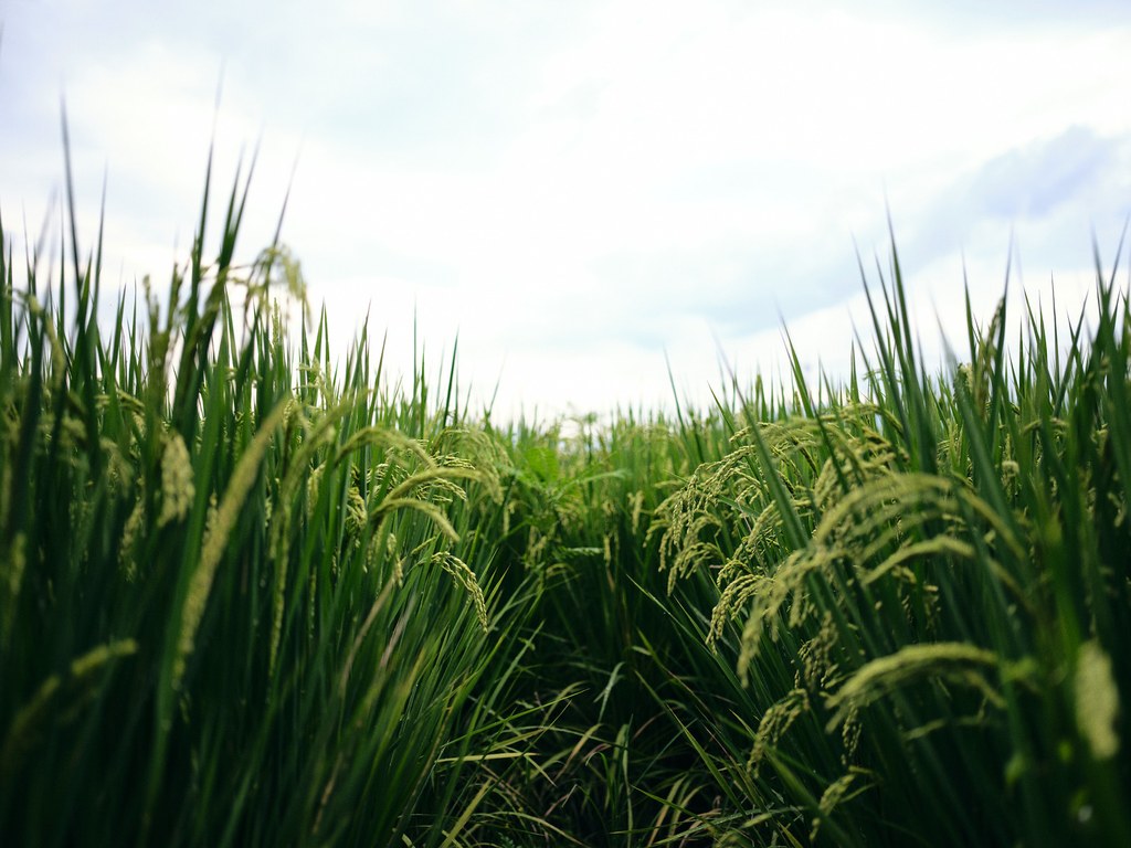 Green @GFX 50S