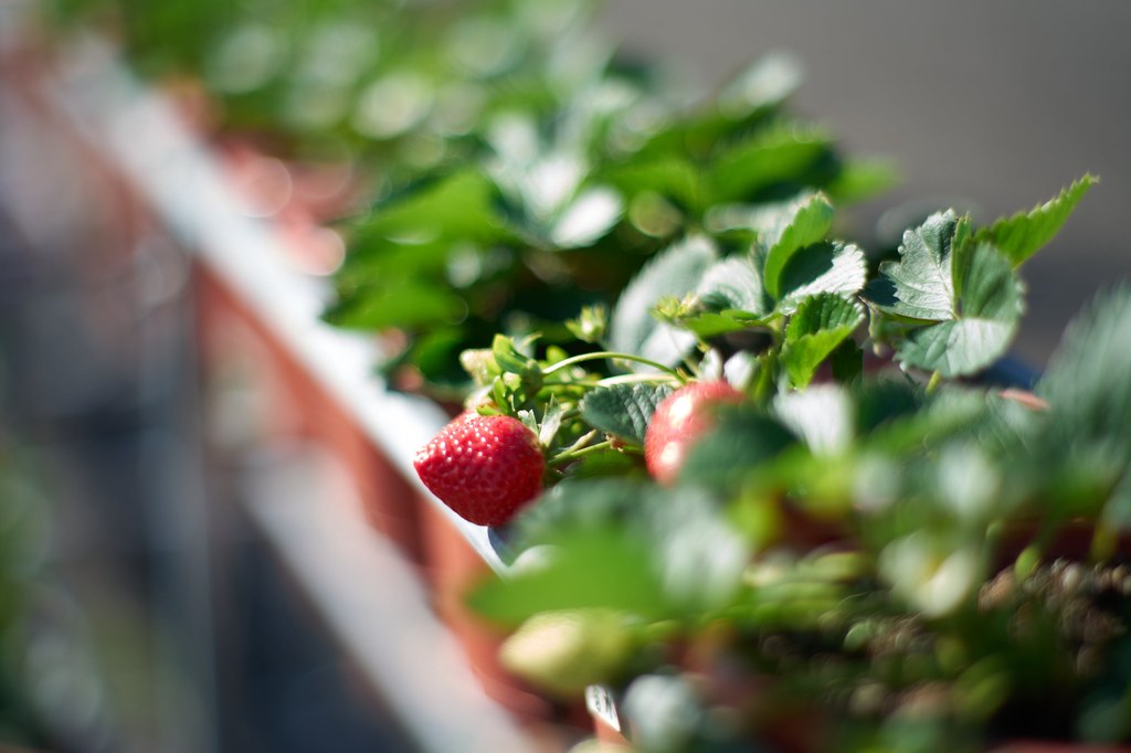 Strawberry@2023year end