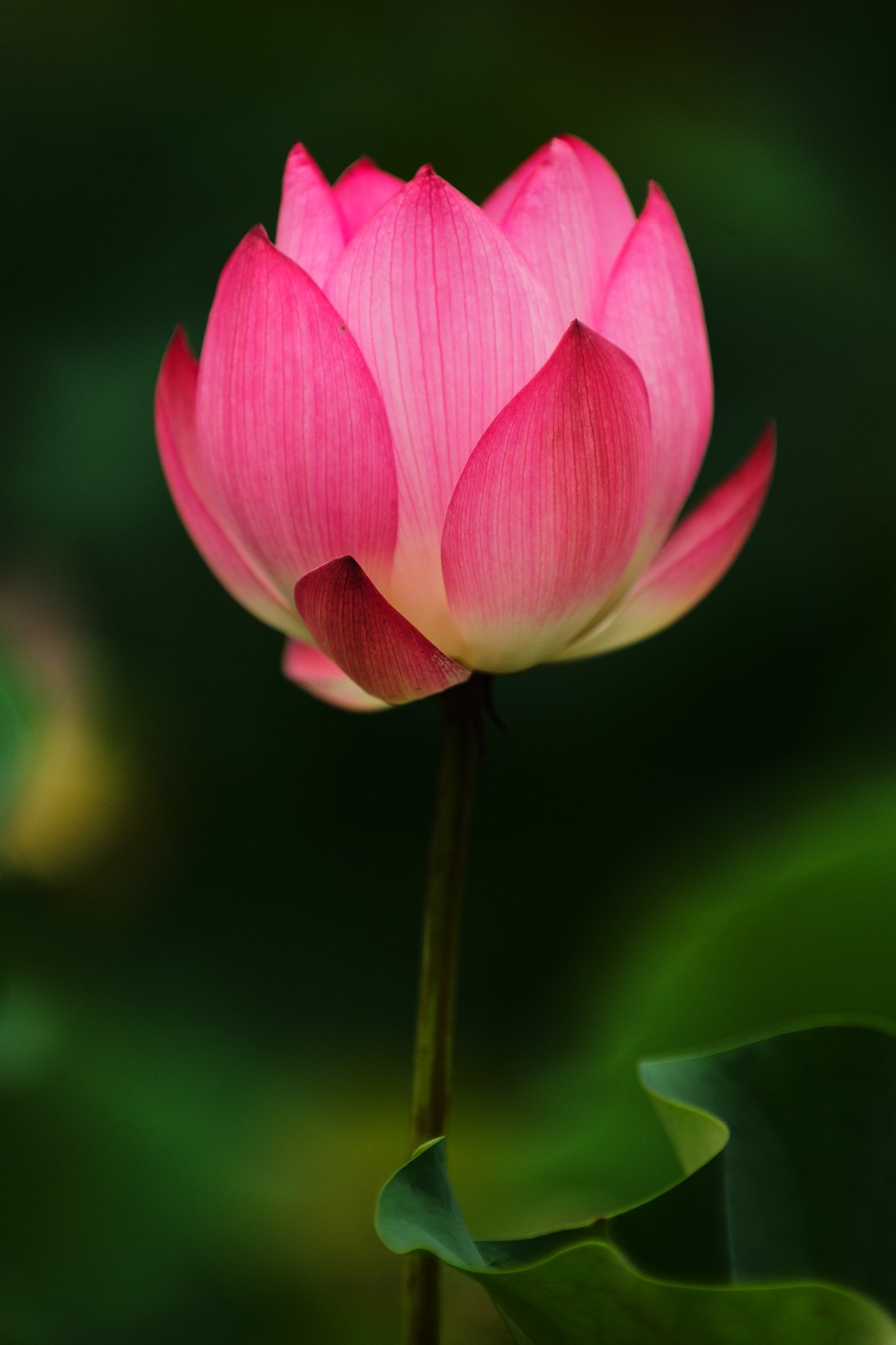 Lotus in 2016 early summer