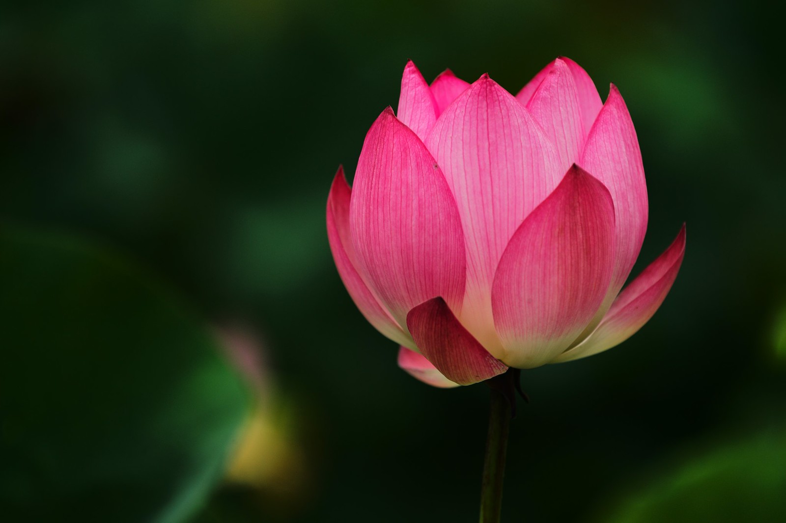 Lotus in 2016 early summer