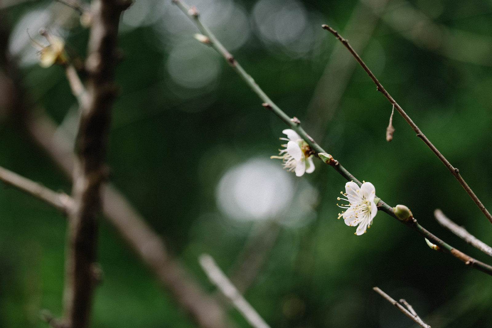 梅花