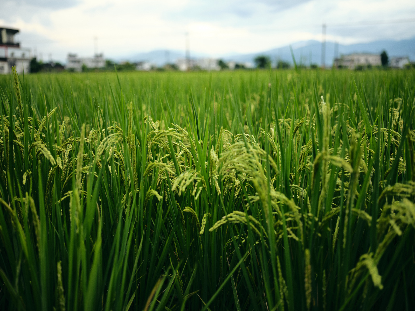 Green @GFX 50S